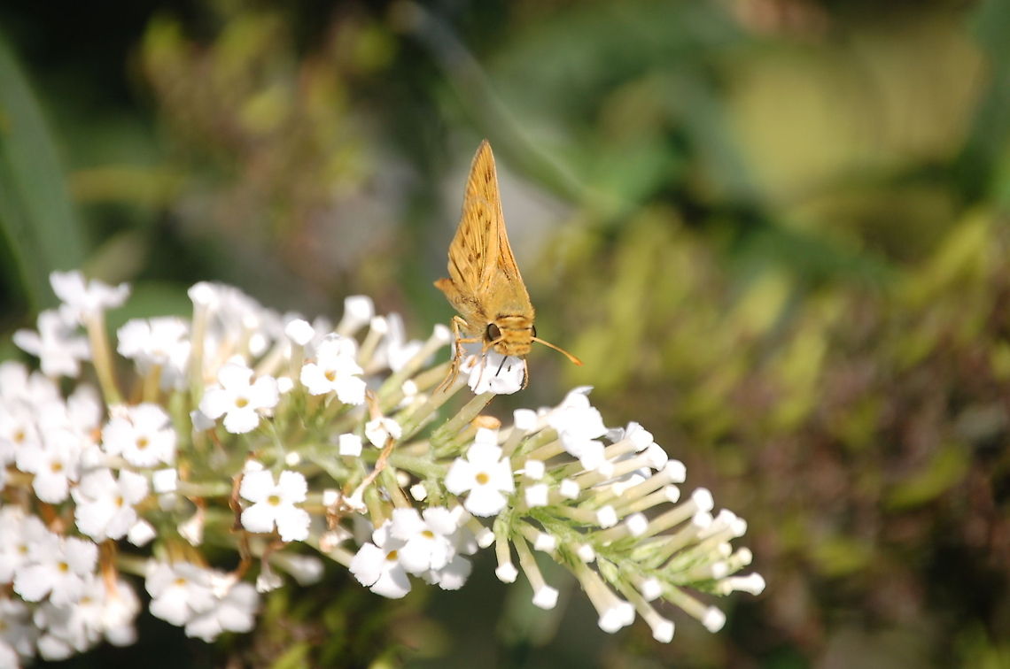 Fiery Skipper  Buddleja davidii,Fiery Skipper,Hylephila phyleus,animal,butterfly,insect