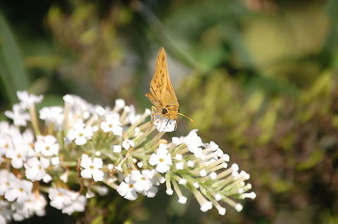 Fiery Skipper  Buddleja davidii,Fiery Skipper,Hylephila phyleus,animal,butterfly,insect