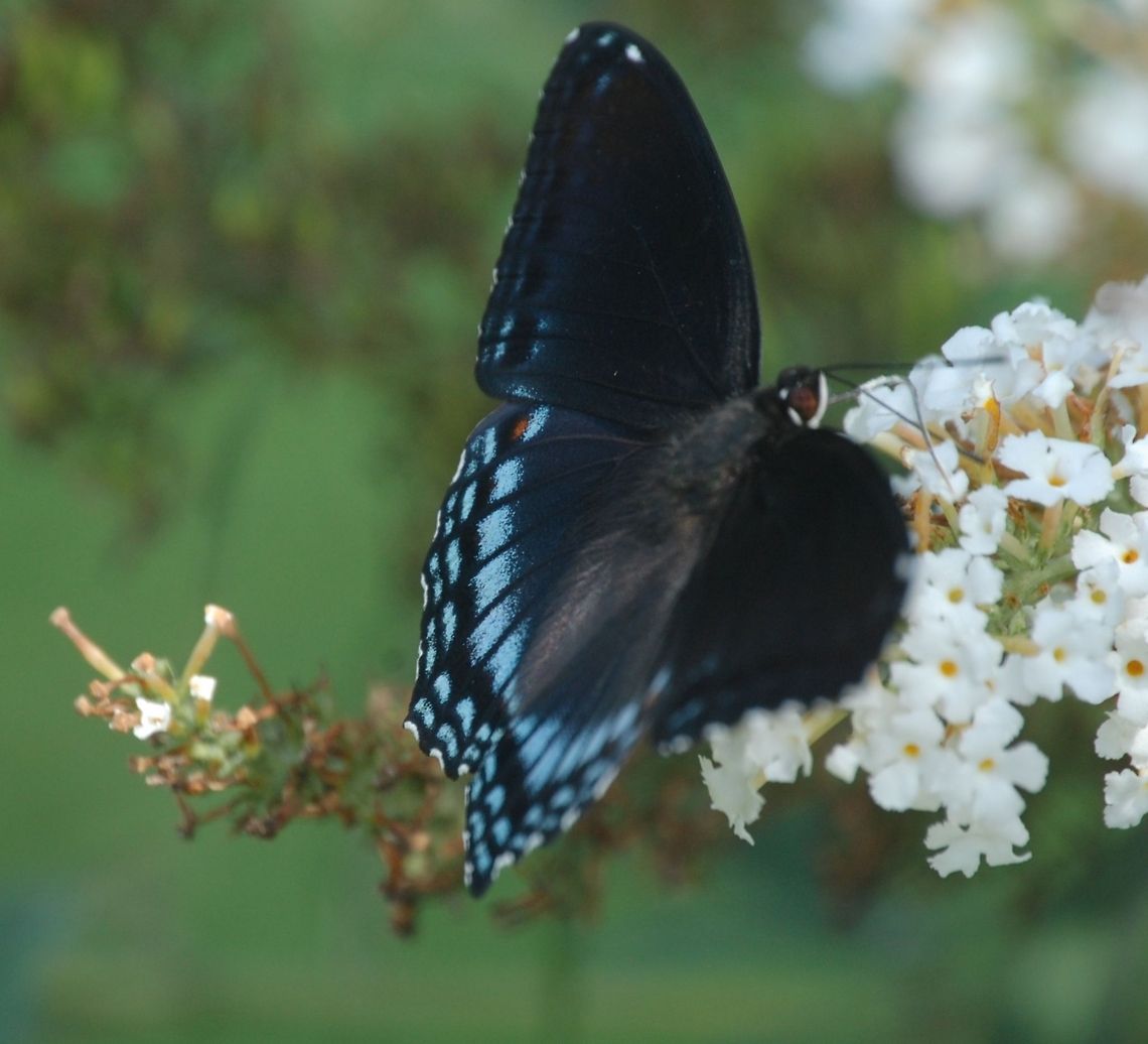 White Admiral  Limenitis arthemis,White Admiral or Red-spotted Purple,animal,butterfly,insect