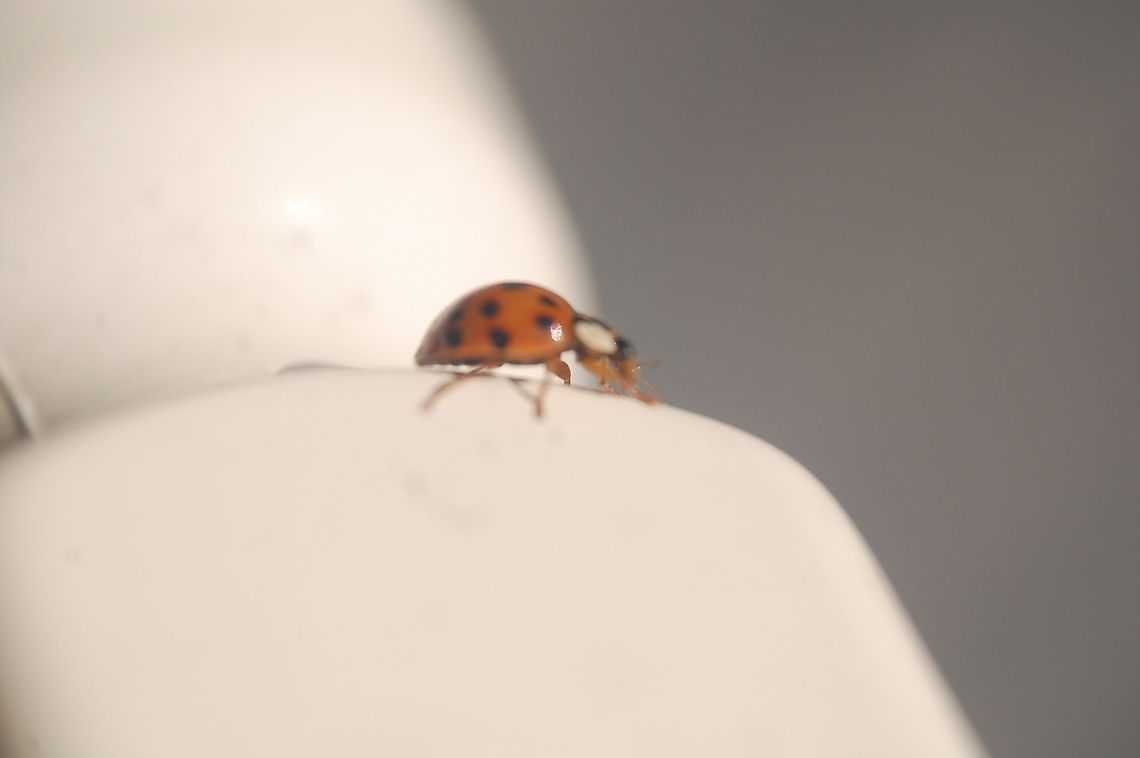 Harmonia axyridis The Coccinellidae are a family of beetles, known variously as ladybirds (UK, Ireland, Australia, Sri Lanka, Pakistan, South Africa, New Zealand, India and Malta) or ladybugs (originating in North America, spread through media to many other parts of the world). When they need to use a common name, entomologists widely prefer the names ladybird beetles or lady beetles[2] as these insects are not true bugs. Lesser-used names include God's cow, ladyclock, lady cow, and lady fly Harmonia axyridis,Ladybird,Ladybug,animal,insect