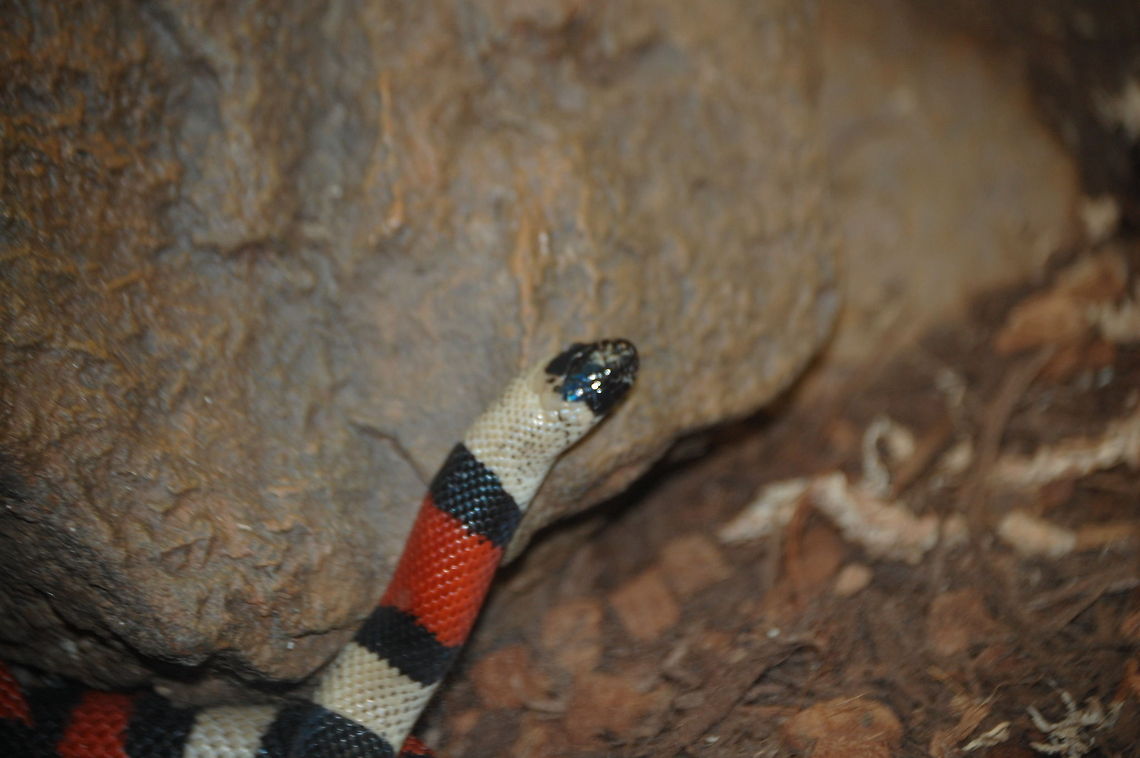 Cemophora coccinea Cemophora coccinea is a nonvenomous species of colubrid snake commonly known as the scarlet snake. It is the only member of its genus. They are native to the southeastern United States. There are three subspecies of C. coccinea. Cemophora coccinea,Reptiles,animal,exothermic,serpent,snake