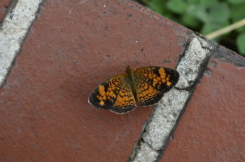 Pearl Crescent  Pearl Crescent,Phyciodes tharos,animal,butterfly,insect