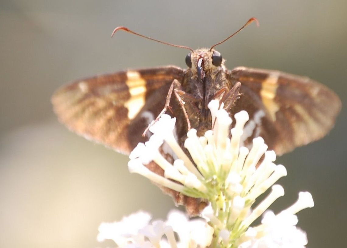 Silver-spotted Skipper A moth is an insect closely related to the butterfly, both being of the order Lepidoptera. Moths form the majority of this order; there are thought to be about 160,000 species of moth (nearly ten times the number of species of butterfly),[1] with thousands of species yet to be described. Epargyreus clarus,Lepidoptera,Silver-spotted Skipper,insect