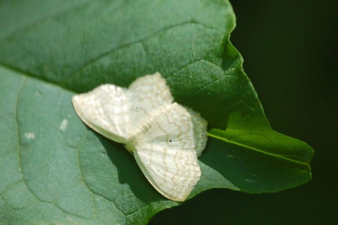 Lepidoptera A moth is an insect closely related to the butterfly, both being of the order Lepidoptera. Moths form the majority of this order; there are thought to be about 160,000 species of moth (nearly ten times the number of species of butterfly),[1] with thousands of species yet to be described. Large Lace-border,Lepidoptera,Moth,Scopula limboundata,insect