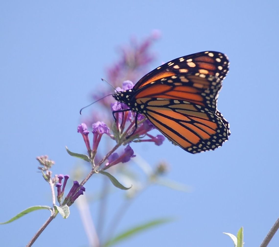 Monarch butterfly this butterfly was begging to be photographed Animal,Danaus plexippus,Monarch,Nymphalidae,flying insect,insect