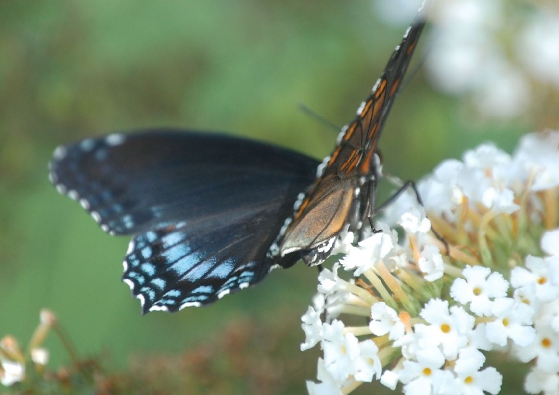 butterfly  Animal,Lepidoptera,Limenitis arthemis,White Admiral or Red-spotted Purple,insect