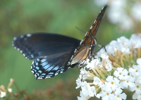 butterfly  Animal,Lepidoptera,Limenitis arthemis,White Admiral or Red-spotted Purple,insect