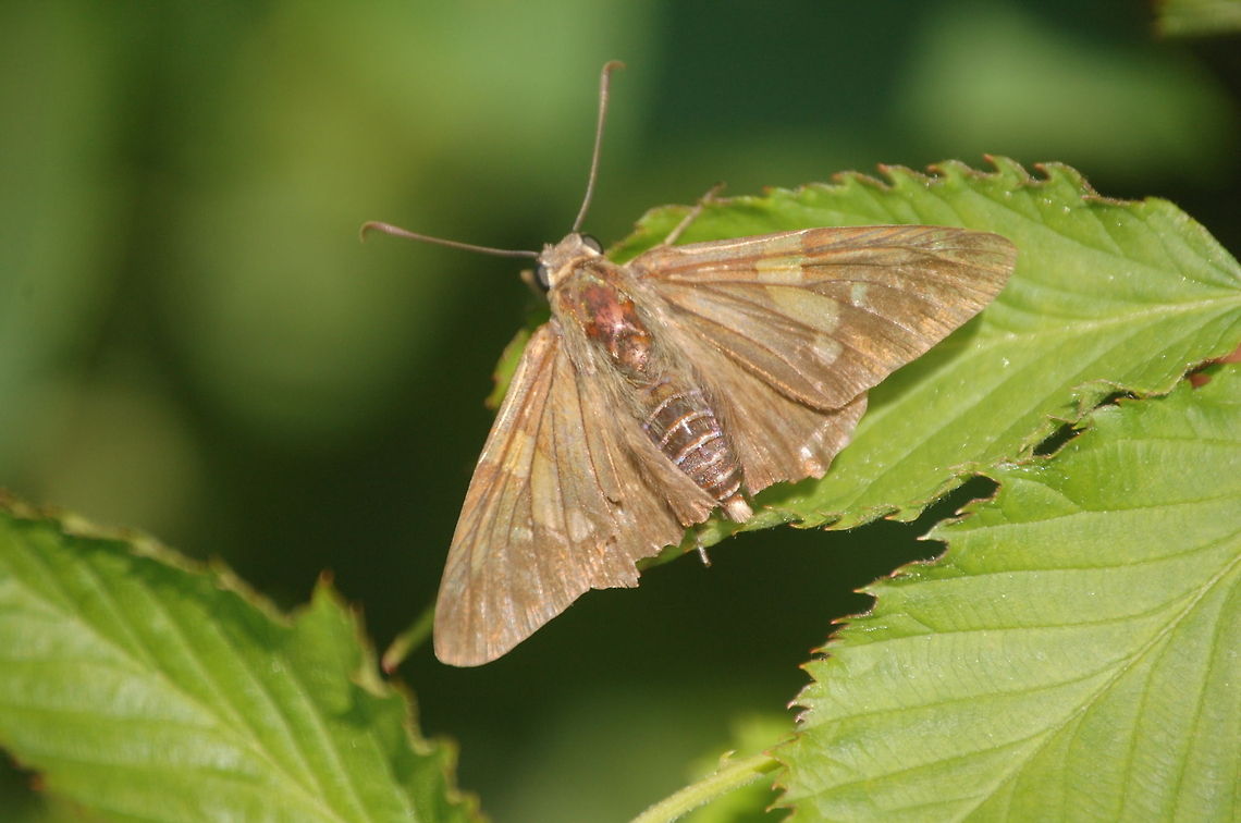 Silver-spotted Skipper A moth is an insect closely related to the butterfly, both being of the order Lepidoptera. Moths form the majority of this order; there are thought to be about 160,000 species of moth (nearly ten times the number of species of butterfly),[1] with thousands of species yet to be described. Epargyreus clarus,Lepidoptera,Silver-spotted Skipper,insect