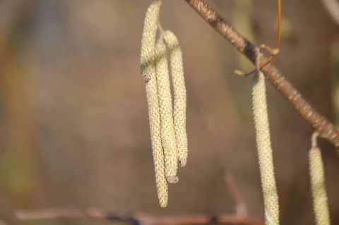 DSC_0069  Plant,flora,floral,nature