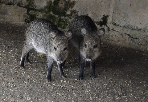 this little piggy these two are kinda shy animal,mammal