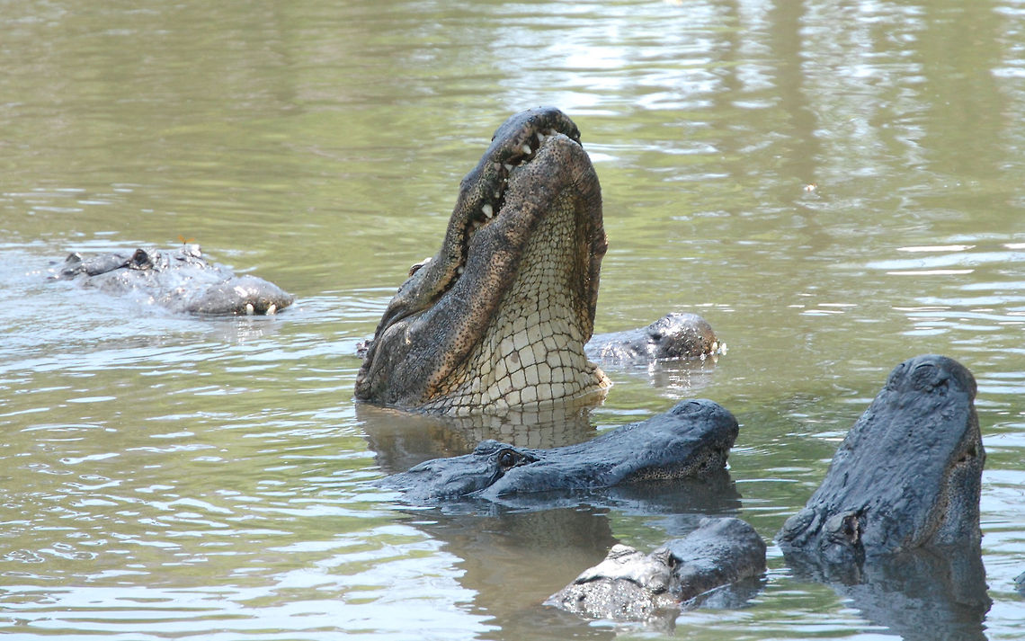 American alligator This guy is getting ready to jump for a piece of chicken Alligator mississippiensis,American Alligator,Animal,american alligator,cold blooded,wildlife