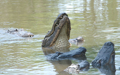 American alligator This guy is getting ready to jump for a piece of chicken Alligator mississippiensis,American Alligator,Animal,american alligator,cold blooded,wildlife