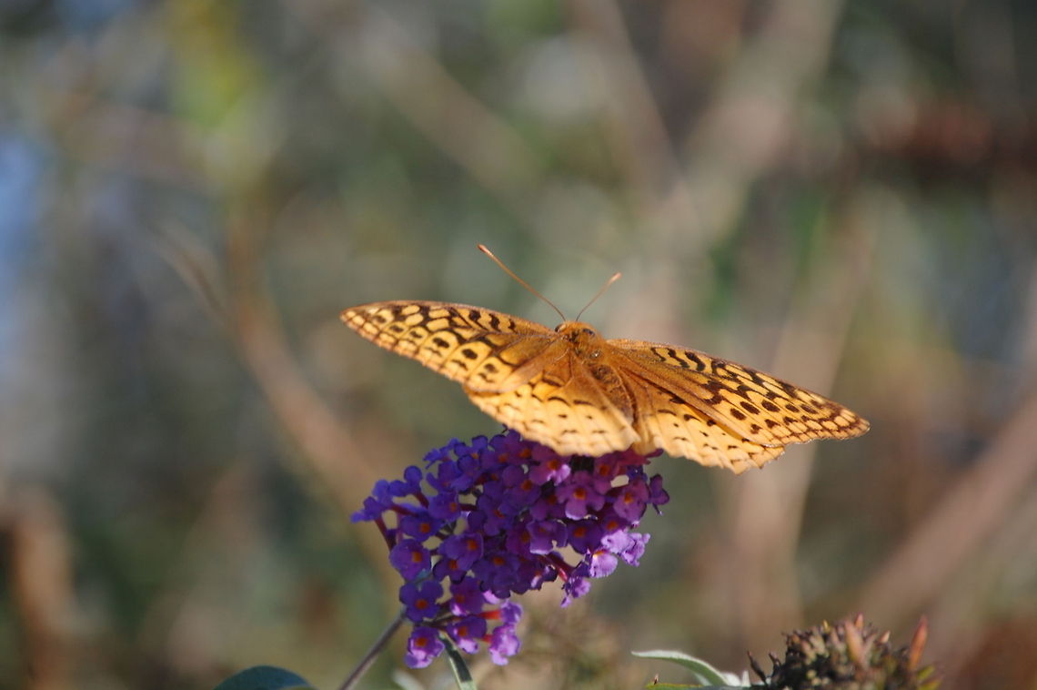 Great Spangled Fritillary  Animal,Great Spangled Fritillary,Speyeria cybele,butterfly,insect