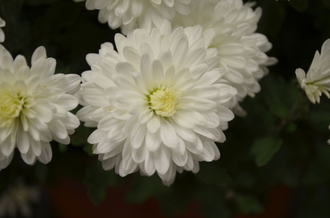 White chrysanthemum  Chrysanthemum morifolium