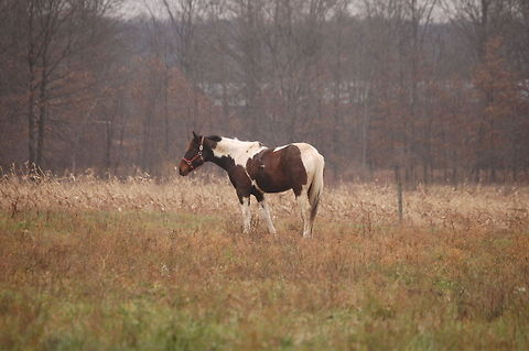 Horse this is a work horse Domestic horse,Equus ferus caballus