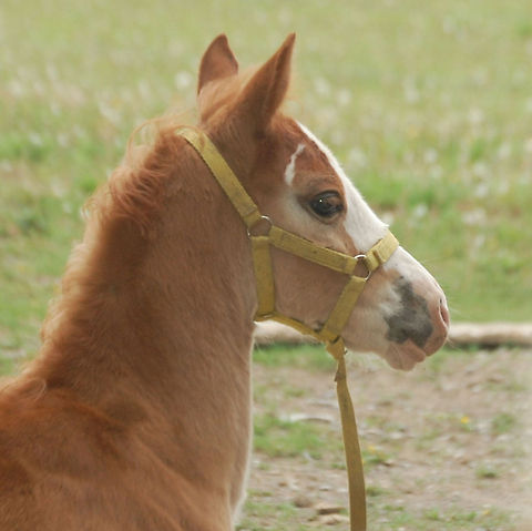 Colt A colt is a male horse, under the age of four. The term "colt" is often confused with foal, which refers to a horse of either sex less than one year of age.
 Animal,Colt,Domestic horse,Equus ferus caballus,domesticated,farm,horse