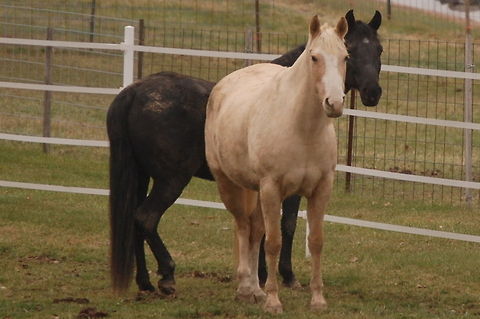 Horses These two are ornery  Animal,Equidae,Equus ferus,Equus ferus caballus,Wild horse