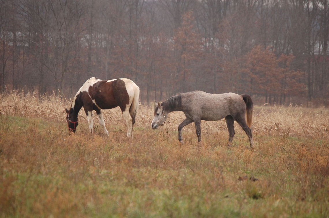 Horse These two horses are trustworthy workers I try to use them often Animal,Domestic horse,Equidae,Equus ferus,Equus ferus caballus,farm,horse