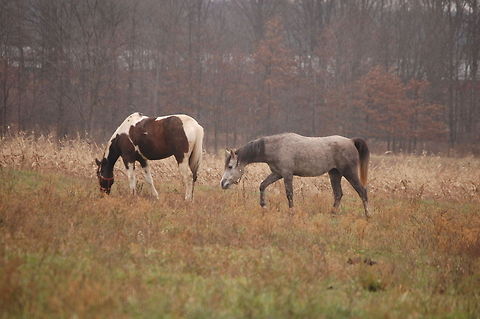 Horse These two horses are trustworthy workers I try to use them often Animal,Domestic horse,Equidae,Equus ferus,Equus ferus caballus,farm,horse