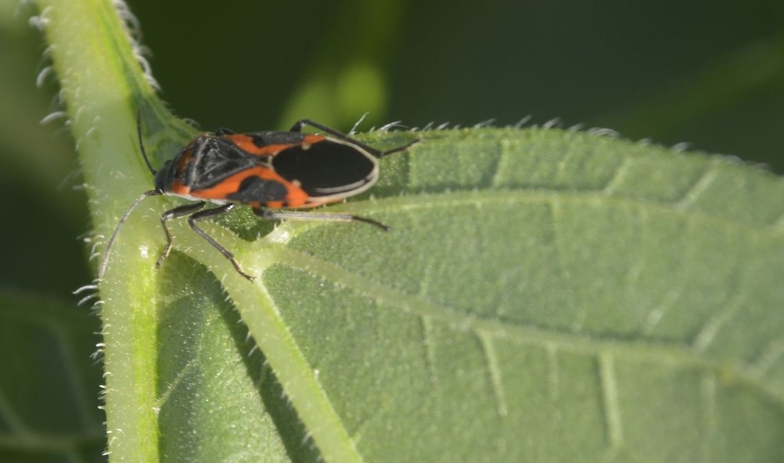 Small Milkweed bug - Lygaeus kalmii  Lygaeus equestris,Lygaeus kalmii,Small milkweed bug