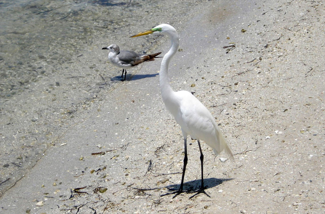 Two birds posing Great egret and sand piper letting me photograph them Ardea alba,Great Egret,animals,avian,birds