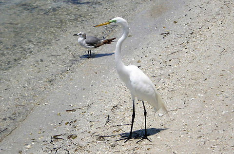 Two birds posing Great egret and sand piper letting me photograph them Ardea alba,Great Egret,animals,avian,birds