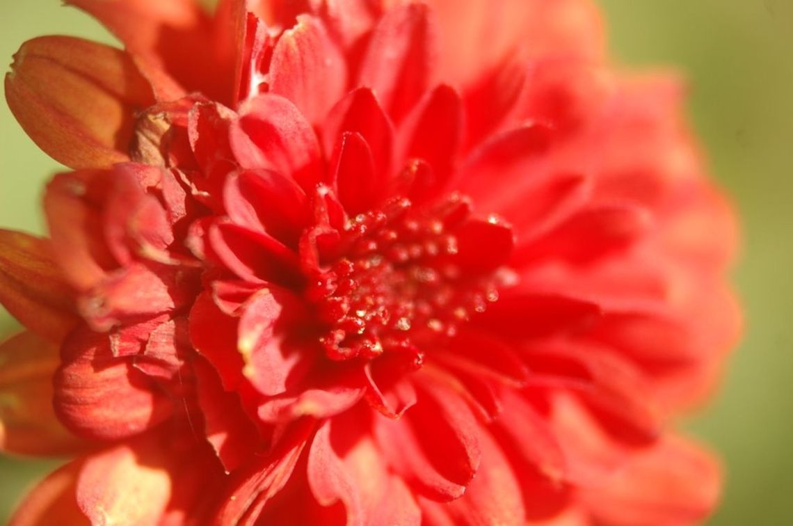 Chrysanthemum A flower, some type of Chrysanthemum Chrysanthemum morifolium,bloom,blossom,botanical,flora,floral,flower,plant