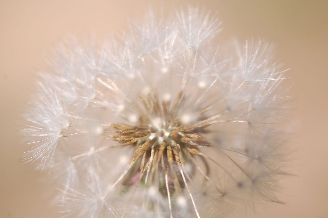 Dandilion  seeds ready to be dispursed Taraxacum erythrospermum,bloom,blossom,botanical,flora,floral,flower,plant