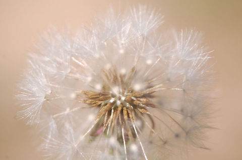 Dandilion  seeds ready to be dispursed Taraxacum erythrospermum,bloom,blossom,botanical,flora,floral,flower,plant