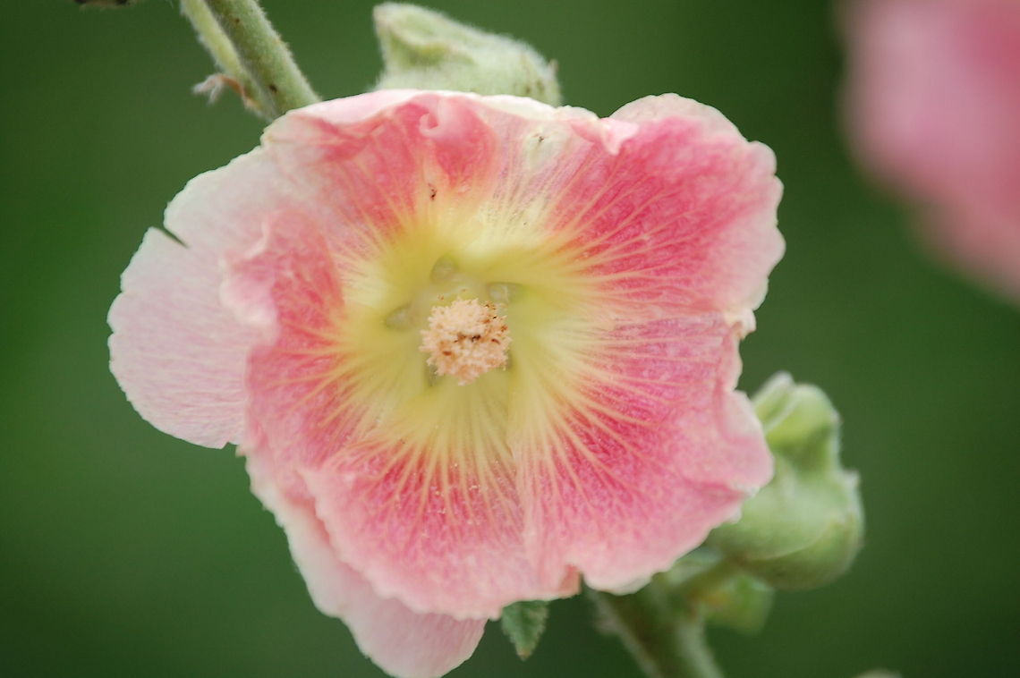 Hollyhock flower  Alcea rosea,bloom,blossom,botanical,flora,floral,flower,plant