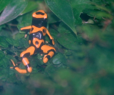 poison dart frog  Dendrobates leucomelas,Oophaga pumilio,Strawberry poison frog,amphibian,frog,natural,nature