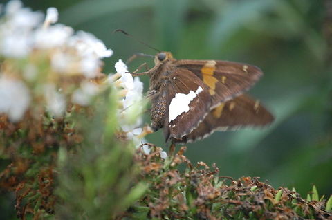 Silver-spotted Skipper un sure what this is Epargyreus clarus,Lepidoptera,Silver-spotted Skipper,butterfly,insect,natural,nature