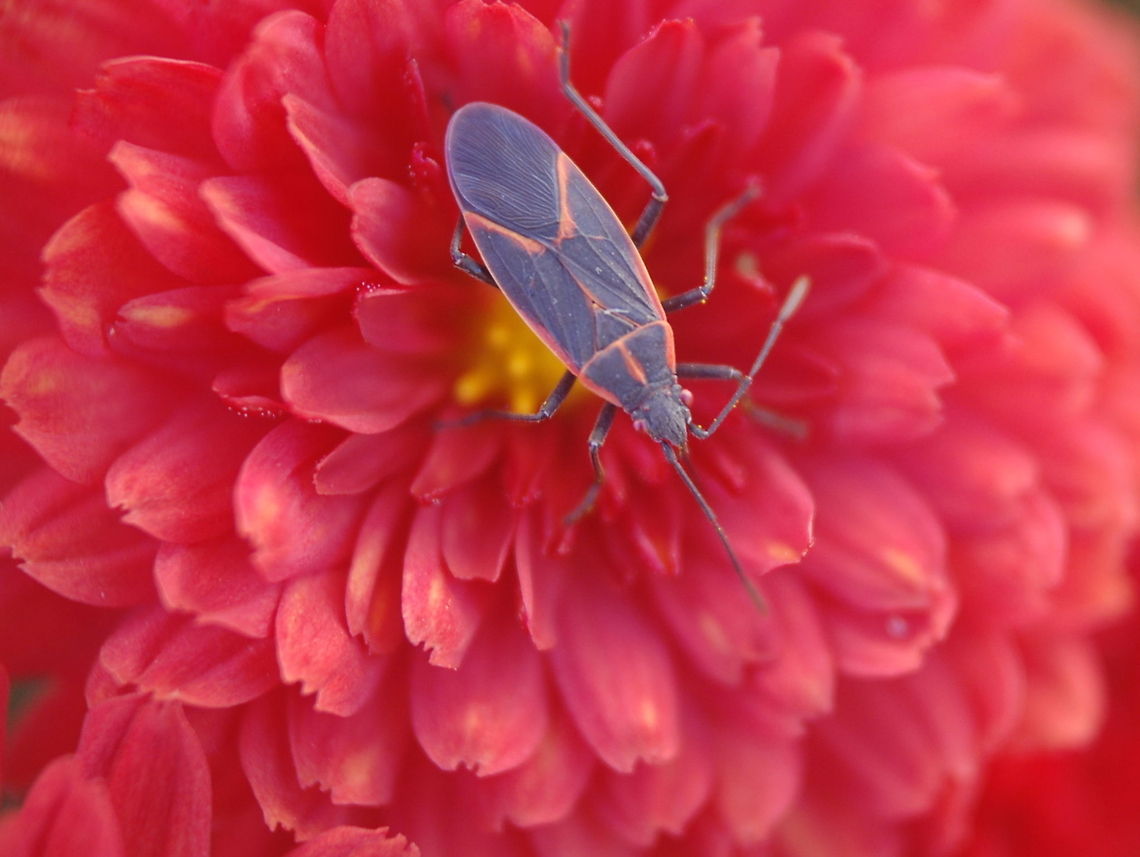 Boxelder Bug on pink flower bug on a flower Boisea trivittata,insect,natural,nature