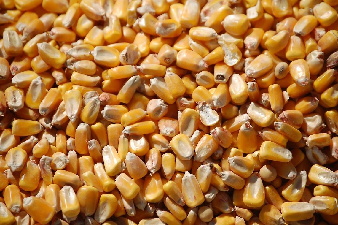 corn bad year&#039;s harvest Maize,Zea mays,corn,harvest,natural,nature