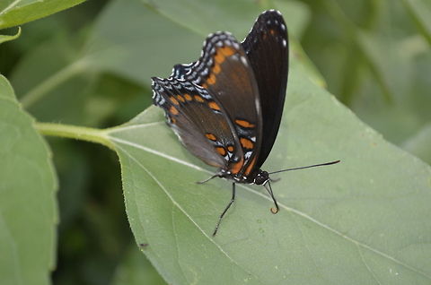 The White Admiral  Limenitis arthemis,White Admiral or Red-spotted Purple