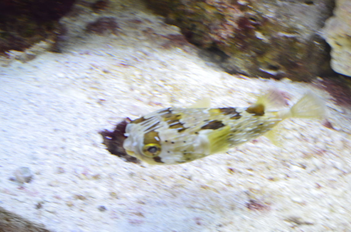 pufferfish I just couldn&#039;t pass this cutie up Diodon nichthemerus,Puffer Fish,Slender-spined porcupine fish,animal,fish