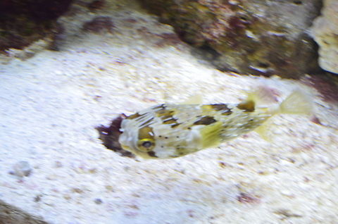 pufferfish I just couldn't pass this cutie up Diodon nichthemerus,Puffer Fish,Slender-spined porcupine fish,animal,fish