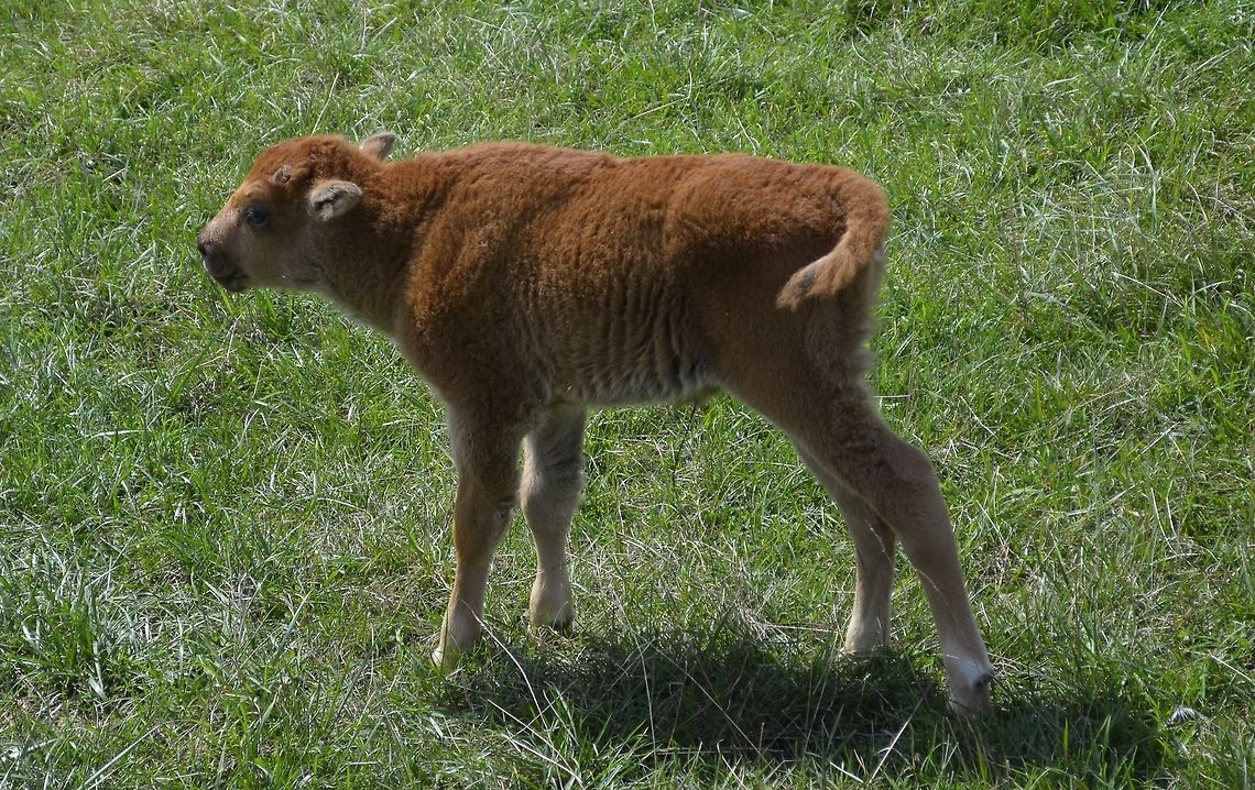 Bison calf Bison are an excellent resource, for food, clothing and other commodities.  American bison,Bison bison,Bison calf,animal,buffalo