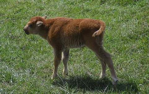 Bison calf Bison are an excellent resource, for food, clothing and other commodities.  American bison,Bison bison,Bison calf,animal,buffalo