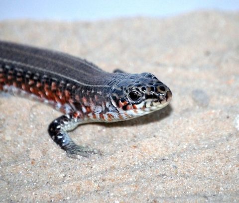 lizard  Animal,Eastern blue-tongued lizard,Tiliqua scincoides scincoides,cold blooded,reptile,wildlife