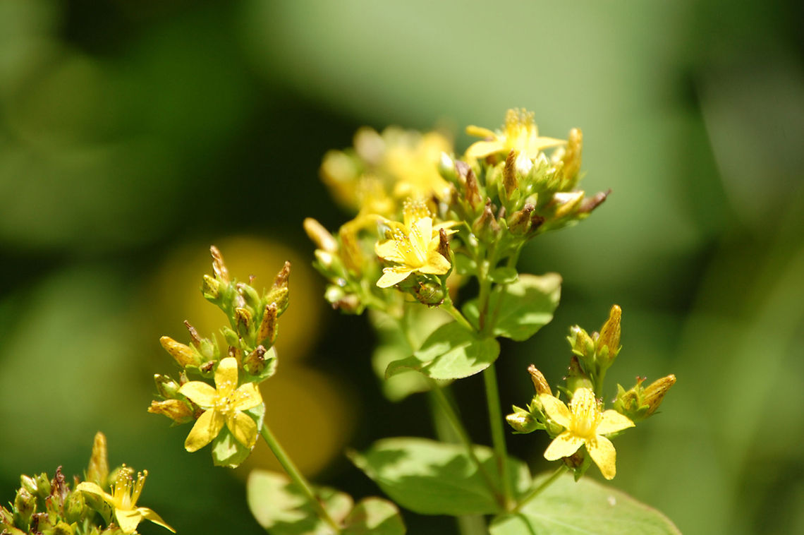 flowers  Hypericum perforatum,St John's wort