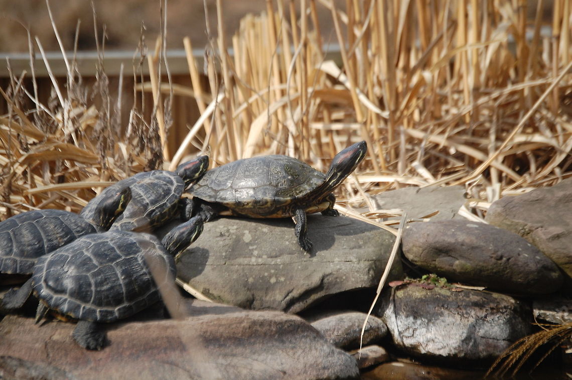 Red-eared sliders sunbathing on rocks turtles sunning  Animal,Red-eared slider,Trachemys scripta elegans,cold blooded,reptile,turtle,wildlife