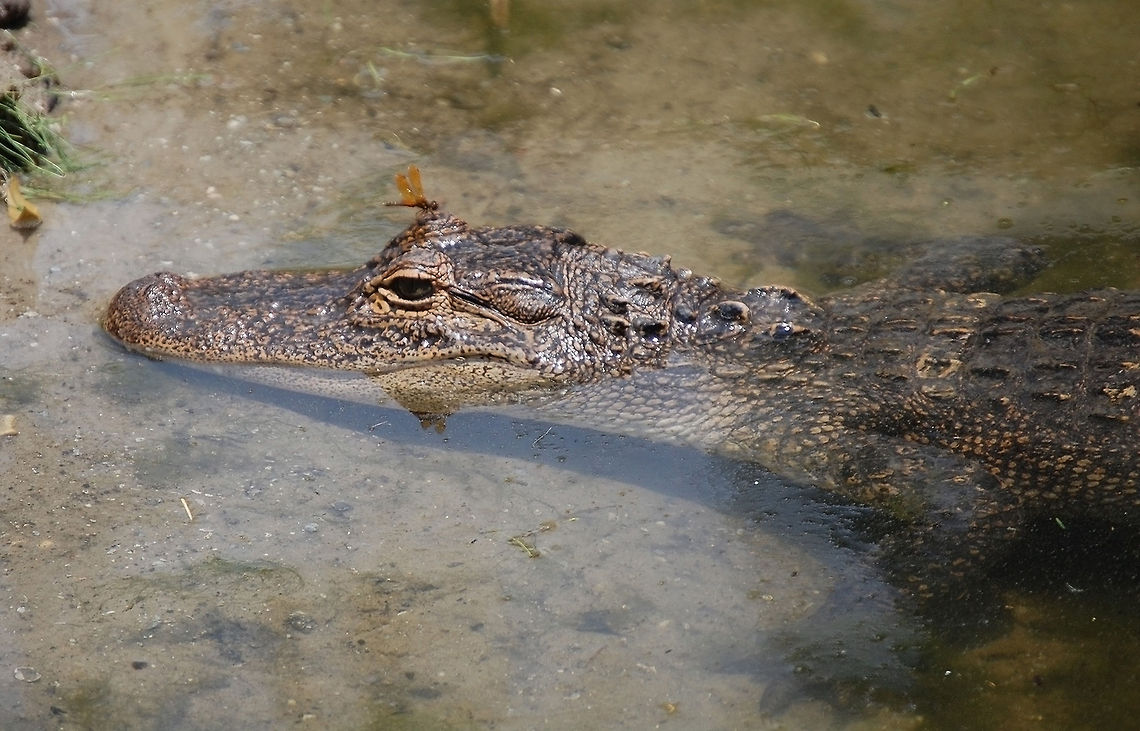 American alligator The American alligator has a large, slightly rounded body, with thick limbs, a broad head, Alligator mississippiensis,American Alligator,Animal,alligator,cold blooded,reptile,wildlife