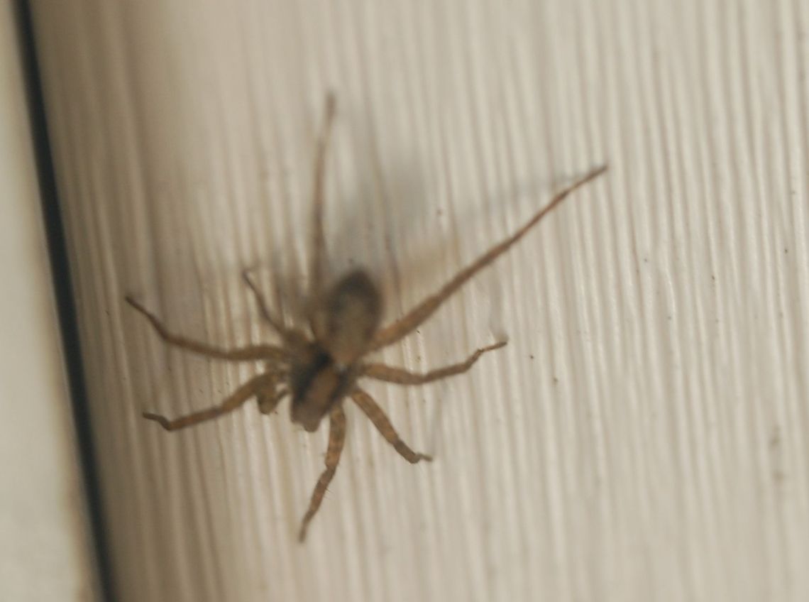 spider lives on my porch Animal,Araceae,insect