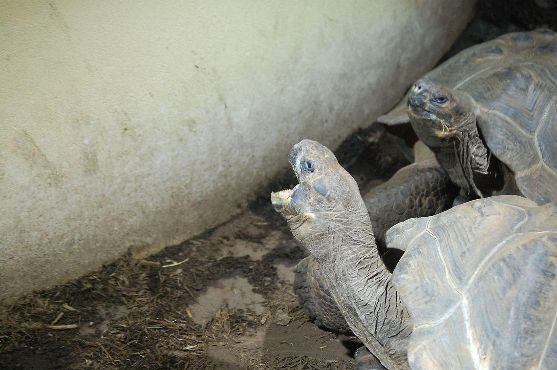 Galápagos tortoise A Gal&aacute;pagos tortoise will live around 170 years Animal,Chelonoidis nigra,Galápagos tortoise,cold blooded,wildlife