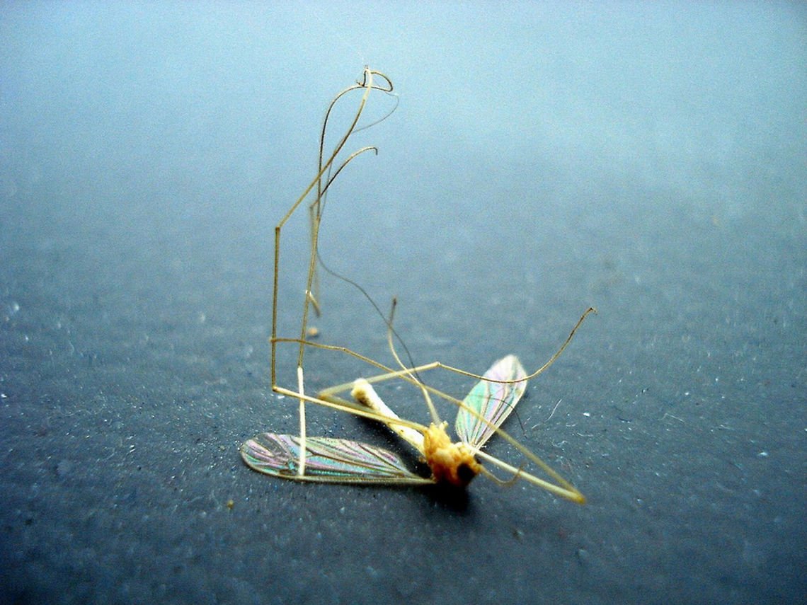 mosquito this is how I like them Animal,flying insect,insect