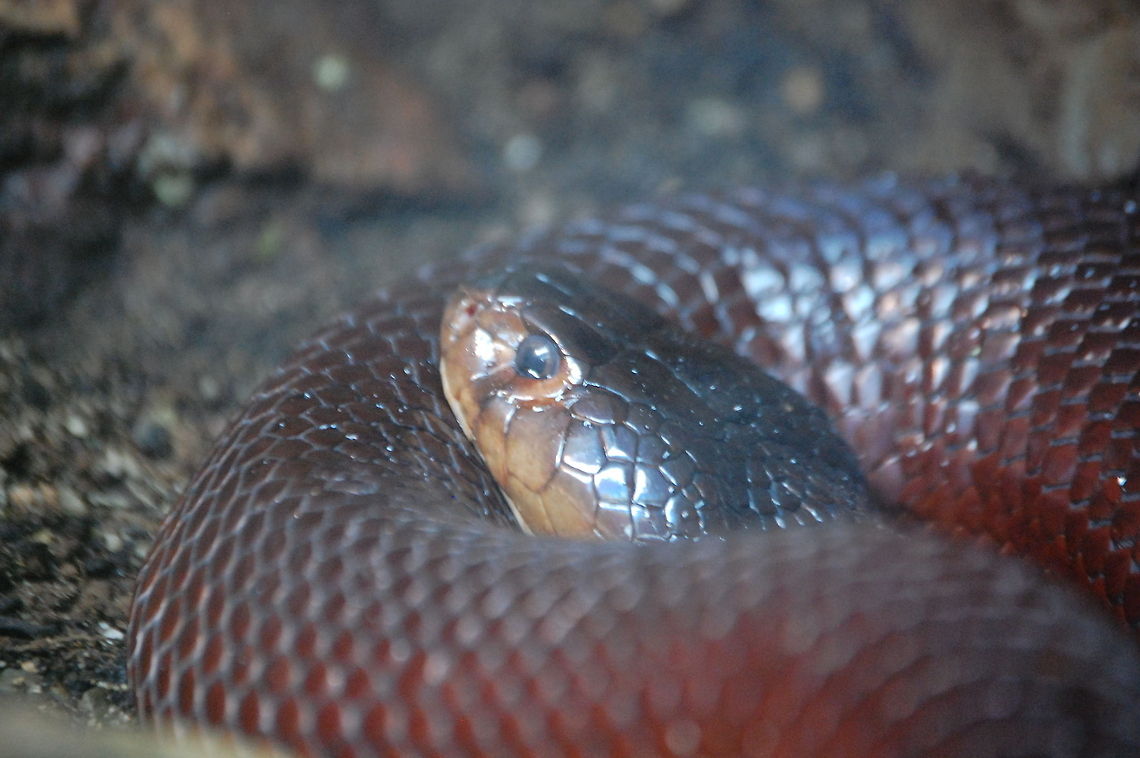 spitting cobra  Naja pallida Animal,Naja pallida,Red spitting cobra,cold blooded,wildlife