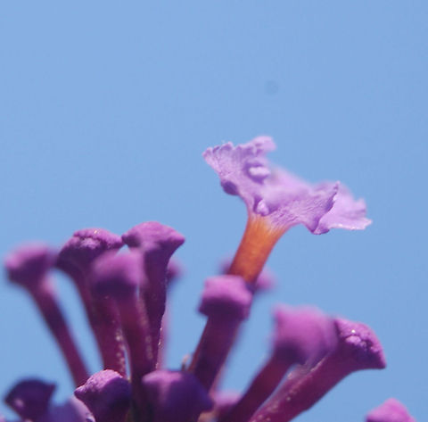 flower  Buddleja davidii,botanical,flora,floral,flower,plant