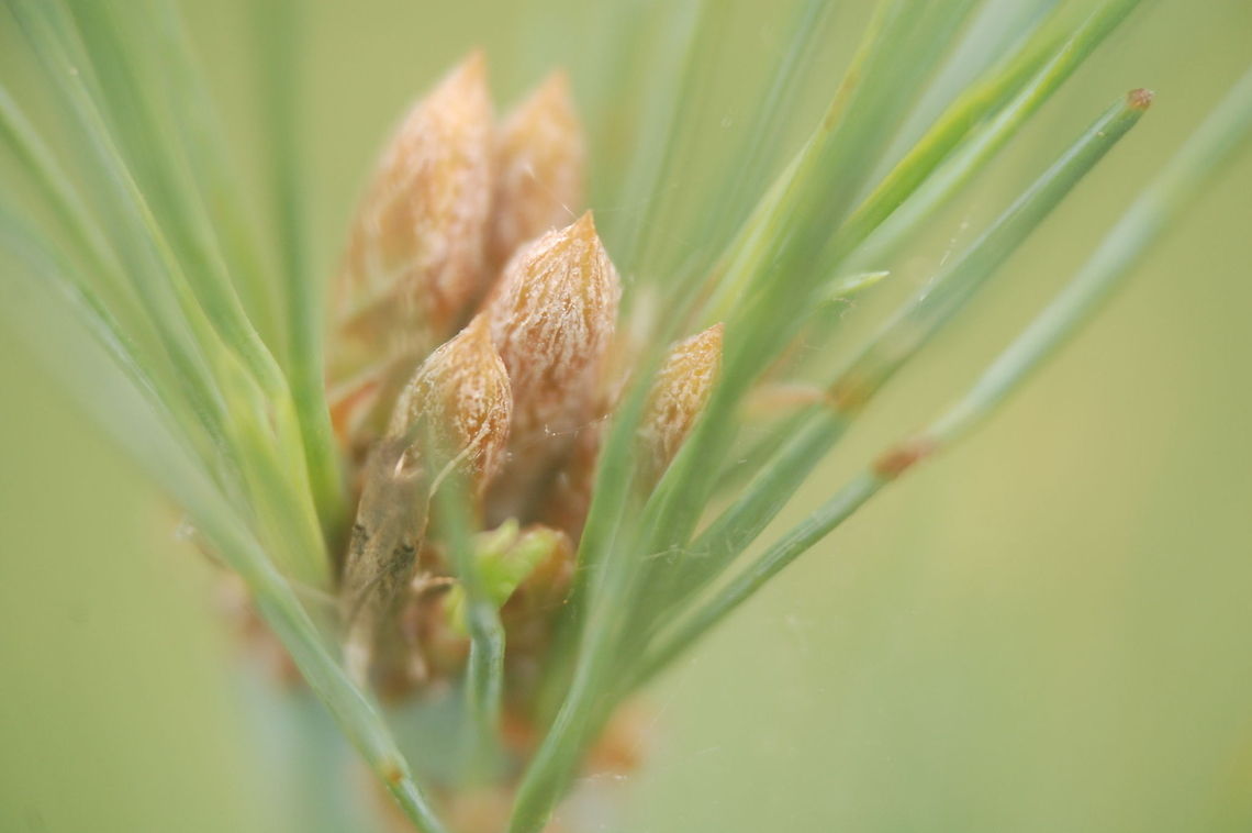 pine  botanical,flora,floral,flower,pine,plant