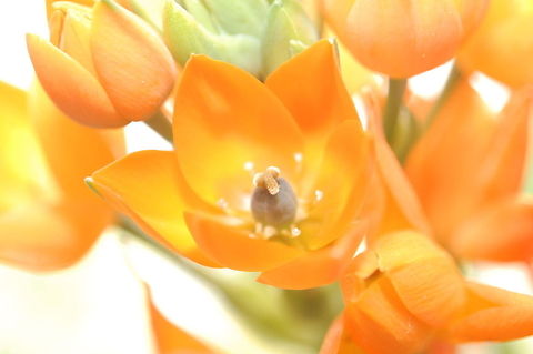 Tulip flower  botanical,flora,floral,flower,plant